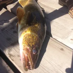 Walleye thumbnail 2