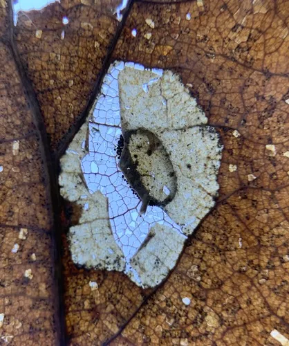 Phyllonorycter basistrigella