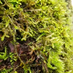 Tree Ruffle Liverwort thumbnail 3