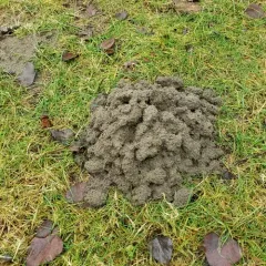 Coast Mole thumbnail 2