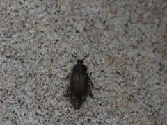 Nicagus obscurus thumbnail 2