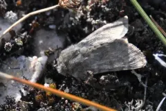 Lasionycta luteola thumbnail 2