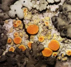 Bark Sulphur-firedot Lichen thumbnail 1