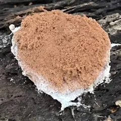 False Puffball thumbnail 3