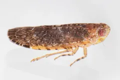Catonia pumila thumbnail 3