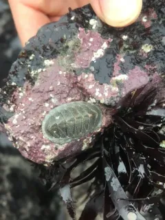 Cooper's Chiton thumbnail 2