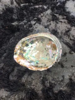 Red Abalone thumbnail 4