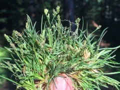 Ice Grass thumbnail 1