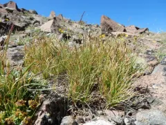 Blackroot Sedge thumbnail 1