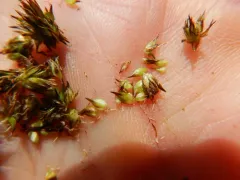 sheep sedge thumbnail 1