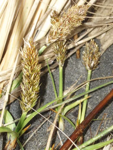 Japanese sedge