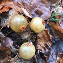 stalked puffball-in-aspic thumbnail 2