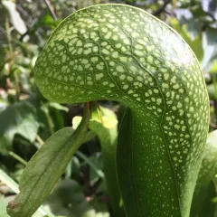 California pitcher plant thumbnail 2