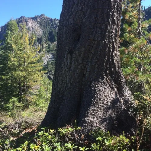 western white pine