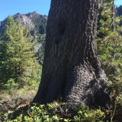 western white pine thumbnail 1