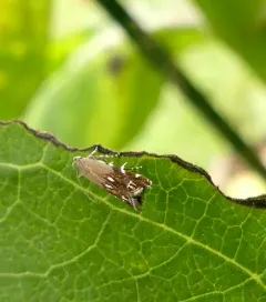 Silver-dashed anacampsis thumbnail 2