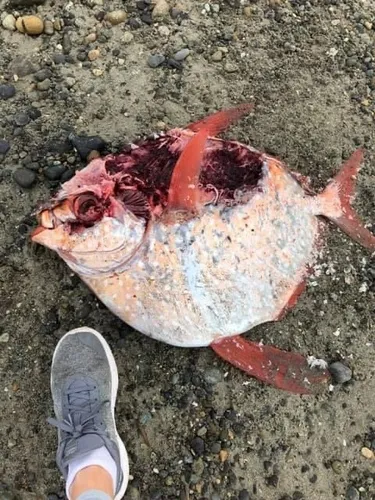 Smalleye Pacific Opah