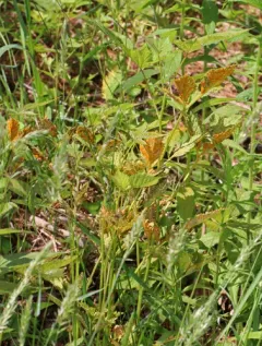Gymnoconia nitens thumbnail 1