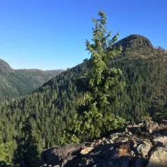 Brewer's spruce thumbnail 4