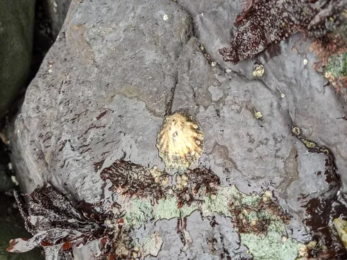 Rough Limpet