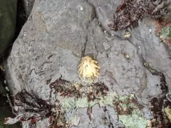 Rough Limpet thumbnail 1