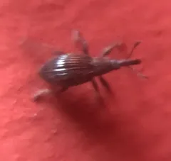 Aspidapion radiolus thumbnail 2
