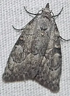 Ashy Meganola Moth thumbnail 3