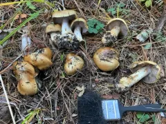 greenfoot webcap thumbnail 3