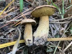 Suillus discolor thumbnail 1