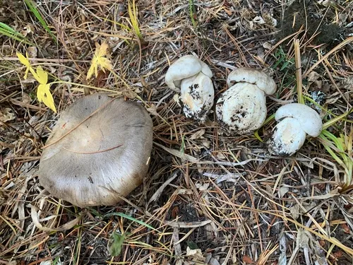 Tricholoma venenatoides