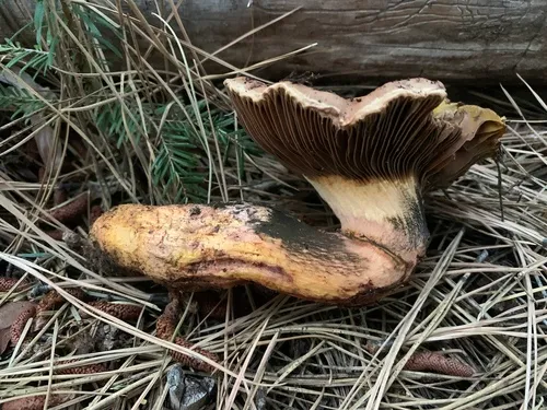 Giant Pine Spike
