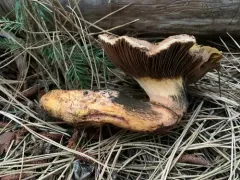 Giant Pine Spike thumbnail 1