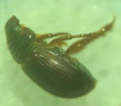 Psammodius pierottii thumbnail 2