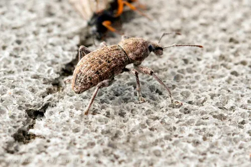 Dyslobus simplex