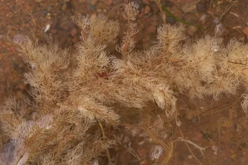 Bushy Gray Bryozoan
