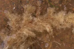 Bushy Gray Bryozoan thumbnail 1