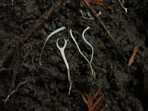 Clavaria falcata