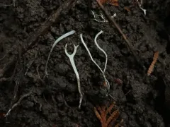 Clavaria falcata thumbnail 1