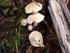Hygrophorus graveolens thumbnail 2
