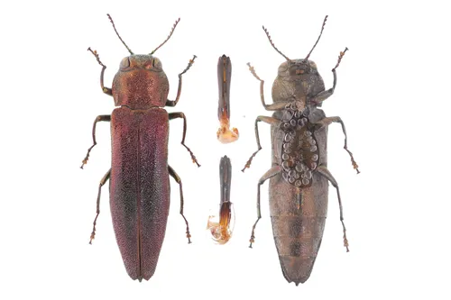 Agrilus pensus