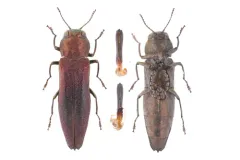 Agrilus pensus thumbnail 1