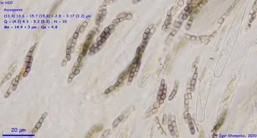 Sporormiella minutisperma