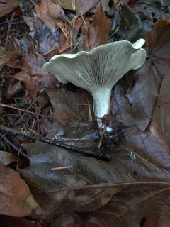 Harmajaea harperi thumbnail 3