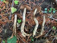 Cortinarius nauseosouraceus thumbnail 3
