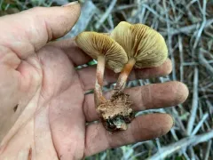 Pholiota occidentalis thumbnail 4