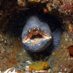 Atlantic Wolffish thumbnail 4