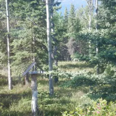 Great Gray Owl thumbnail 2