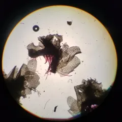 Pitted Frillwort thumbnail 2