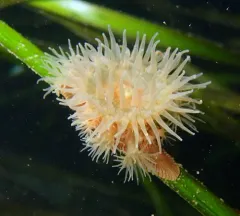 Epiactis lisbethae thumbnail 3