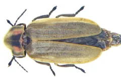 Marsh gray firefly thumbnail 2